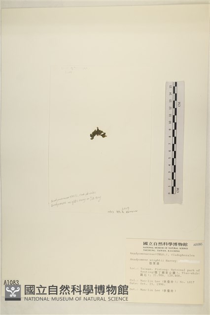 浮網藻, 肋葉藻藏品圖，第3張