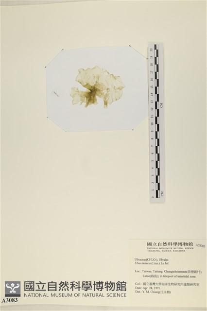 大石蓴, 石蓴藏品圖，第3張