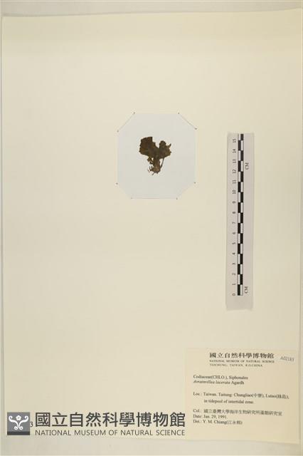 登錄號:A00002183藏品圖，第3張