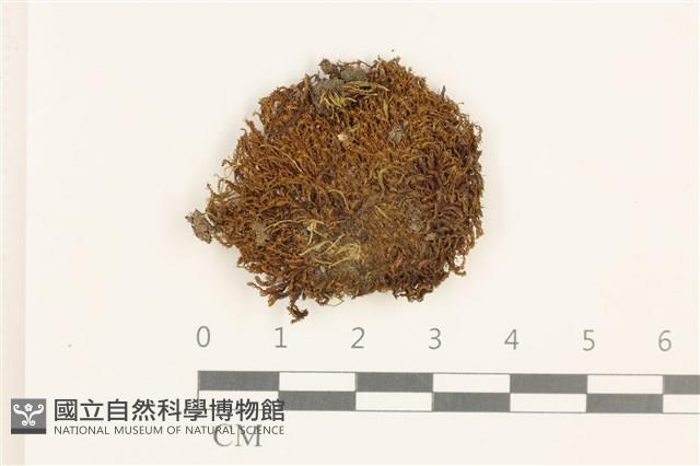 扭口蘚藏品圖，第1張