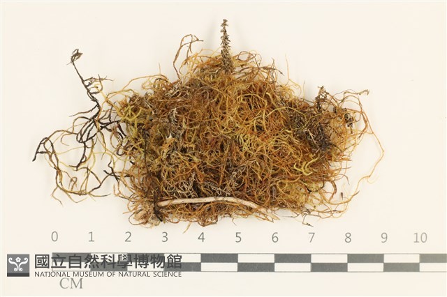 登錄號:B00008183藏品圖，第1張