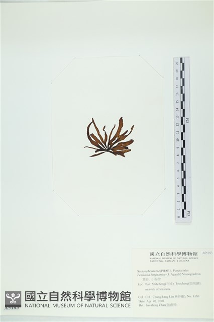 葉苔, 小海帶藏品圖，第3張