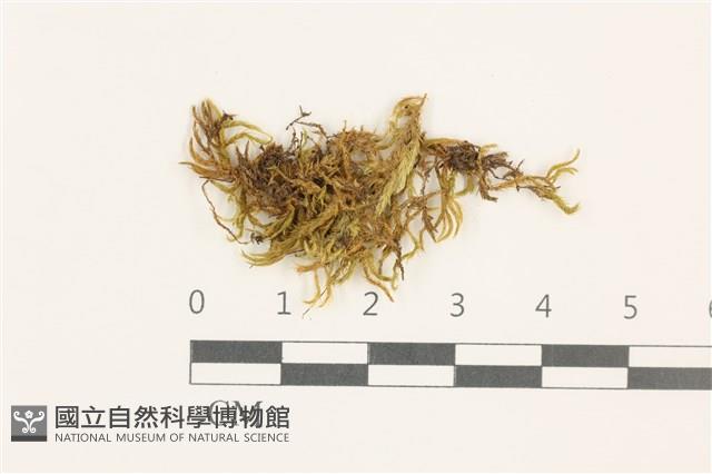 登錄號:B00009583藏品圖，第1張