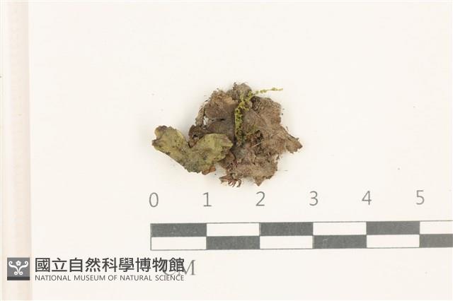 蛇苔藏品圖，第1張