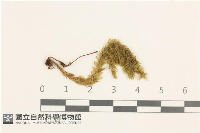 登錄號:B00004483藏品圖，第1張