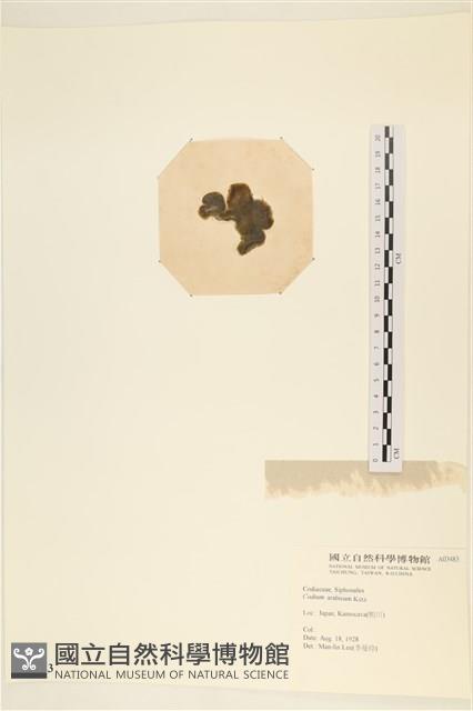 阿拉伯松藻藏品圖，第3張