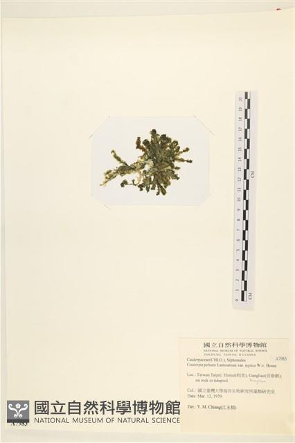 盾葉蕨藻藏品圖，第3張