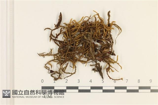 臺灣逆毛蘚藏品圖，第1張