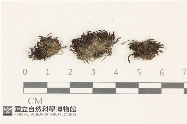 登錄號:B00016383藏品圖，第1張