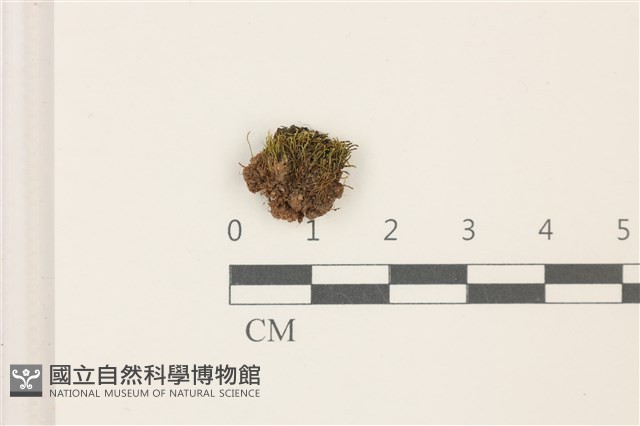 東亞昂氏蘚,東方昂氏蘚藏品圖，第1張