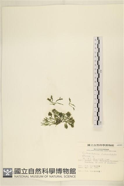 登錄號:A00000383藏品圖，第3張