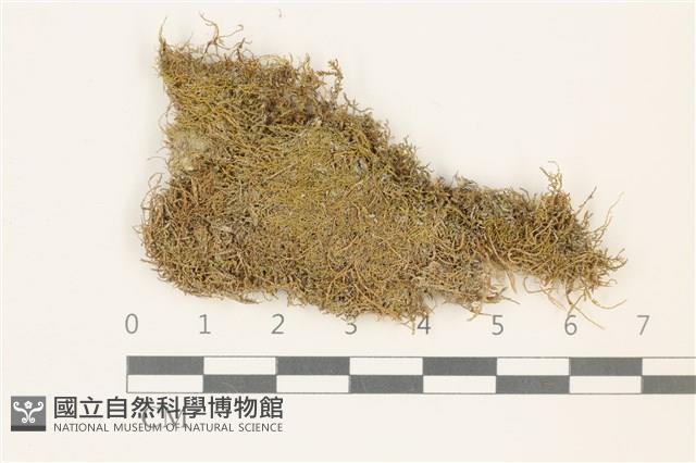 反齒蘚藏品圖，第1張