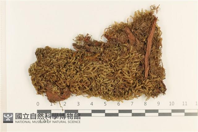 登錄號:B00019783藏品圖，第1張