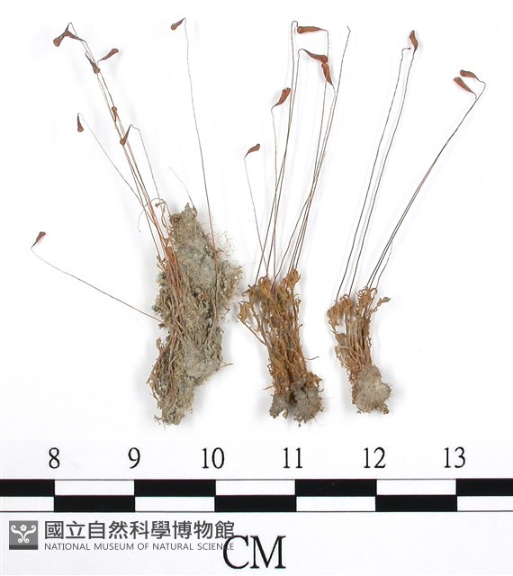 登錄號:B00009783藏品圖，第1張