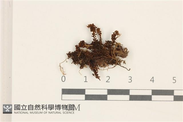 仙鶴蘚藏品圖，第1張