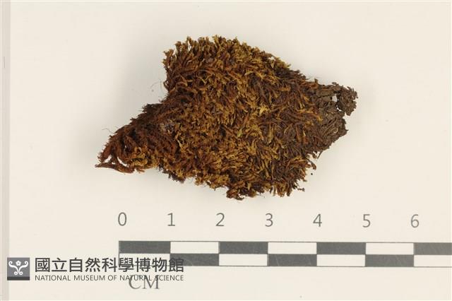 蛇苔藏品圖，第1張