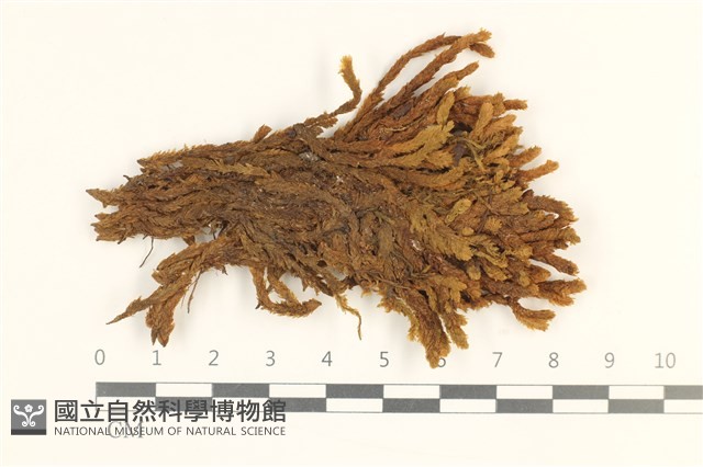 登錄號:B00001783藏品圖，第1張