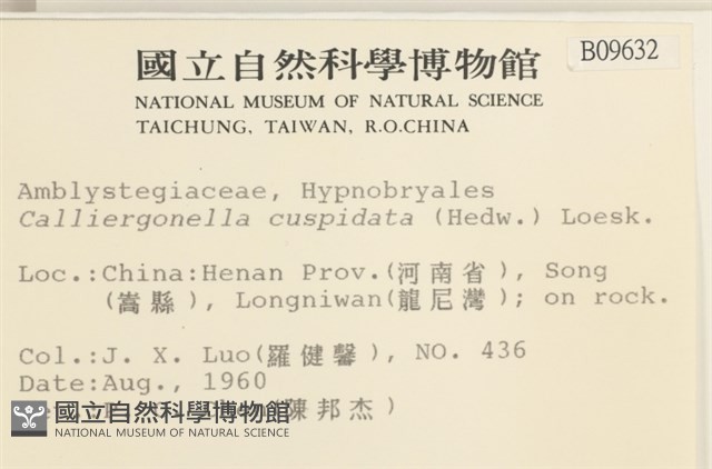 大濕原蘚藏品圖，第2張