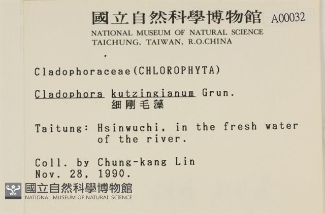 細剛毛藻藏品圖，第2張