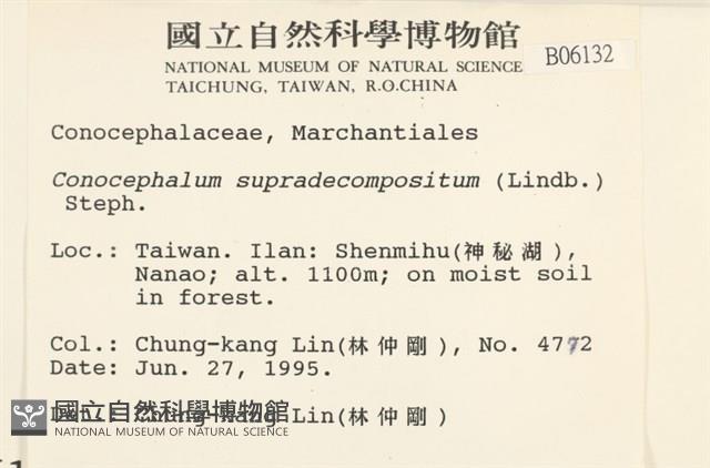 小蛇苔藏品圖，第2張