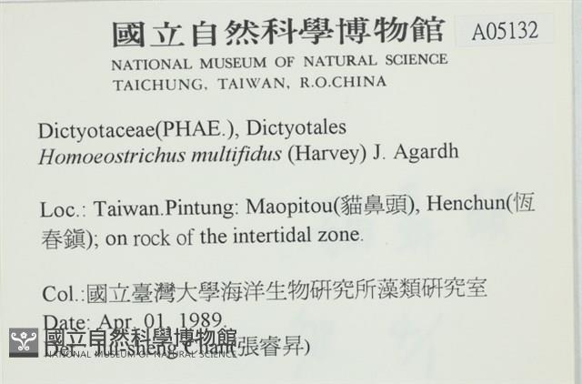 多扇藻藏品圖，第2張