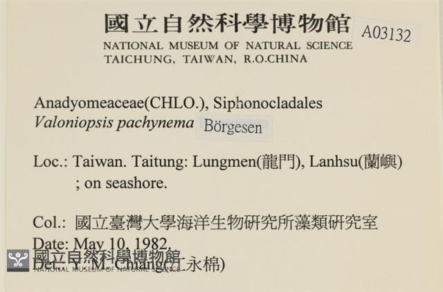 指枝藻藏品圖，第2張