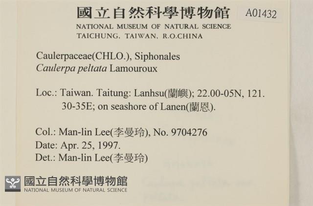 盾葉蕨藻藏品圖，第2張