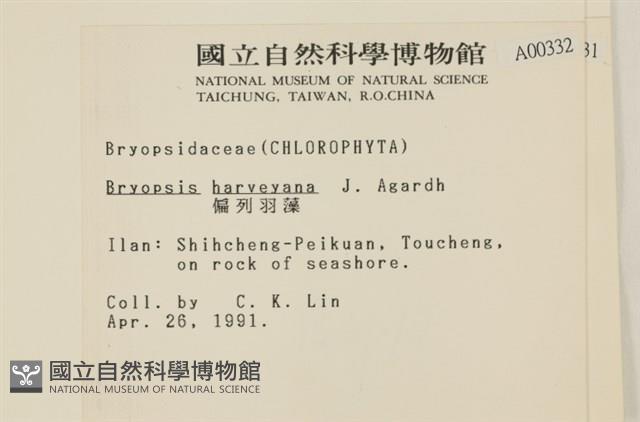 偏列羽藻藏品圖，第2張