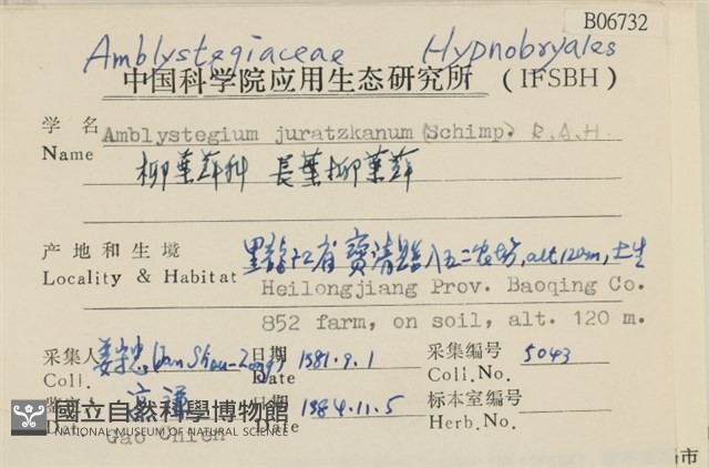 長葉柳葉蘚藏品圖，第2張