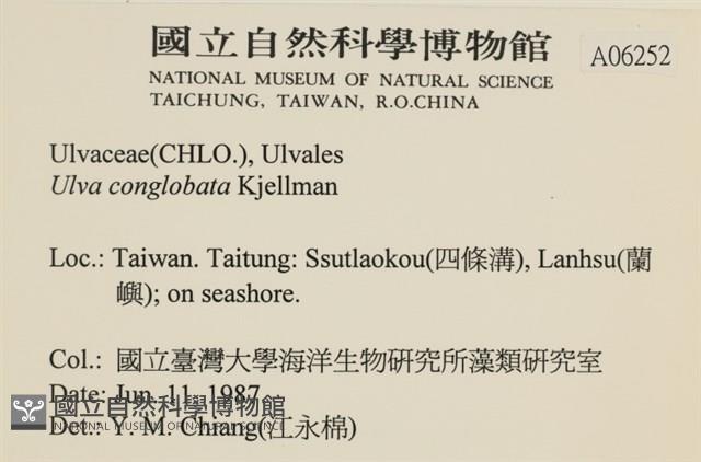 茶花石蓴, 牡丹菜藏品圖，第2張