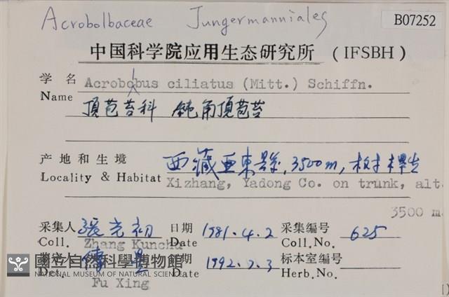 鈍角頂苞苔藏品圖，第2張