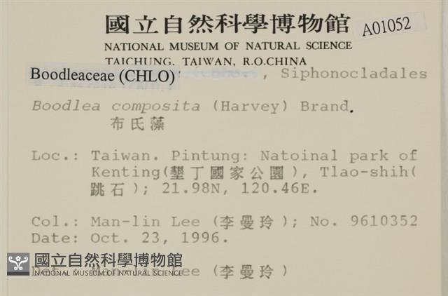 布氏藻藏品圖，第2張