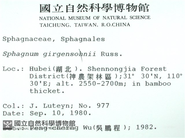 白齒泥炭蘚藏品圖，第2張