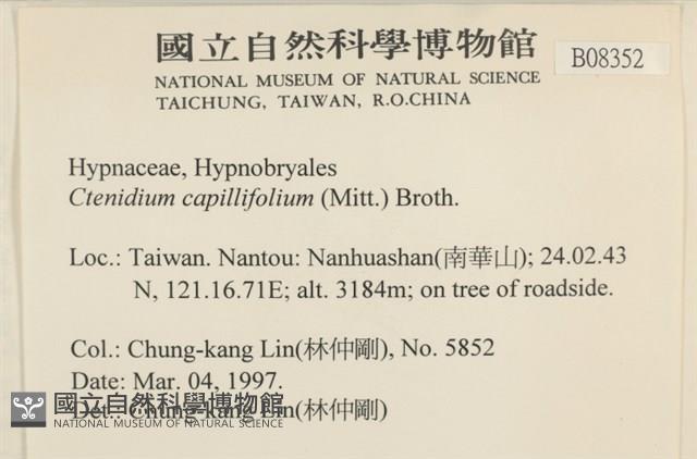 細葉櫛葉蘚, 毛葉梳蘚藏品圖，第2張