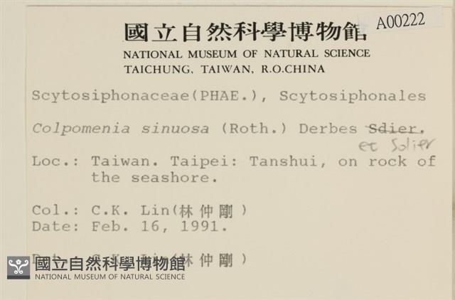 袋苔, 囊藻藏品圖，第2張