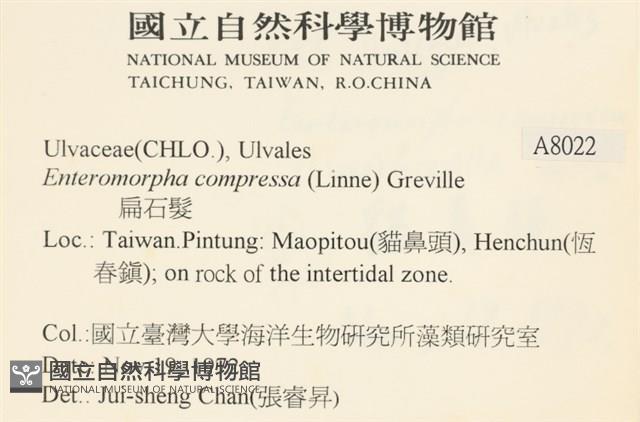 扁石髮藏品圖，第2張