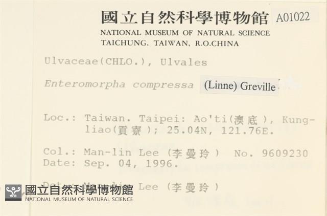 扁石髮藏品圖，第2張