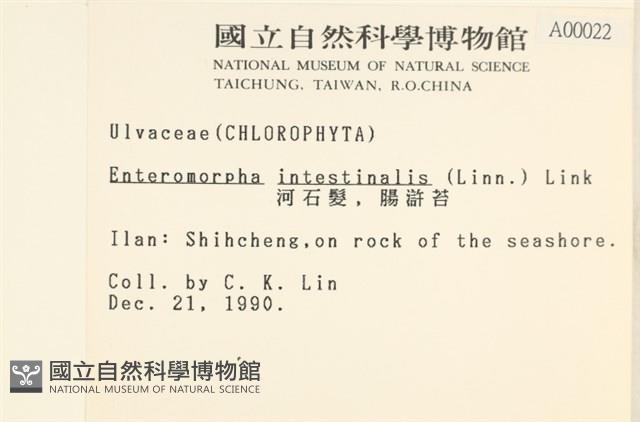 腸滸苔, 河石髮藏品圖，第2張