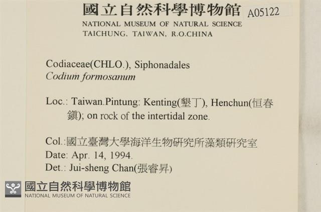 臺灣水松, 臺灣松藻藏品圖，第2張