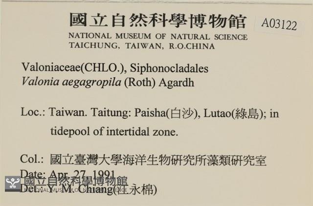 法囊藻藏品圖，第2張