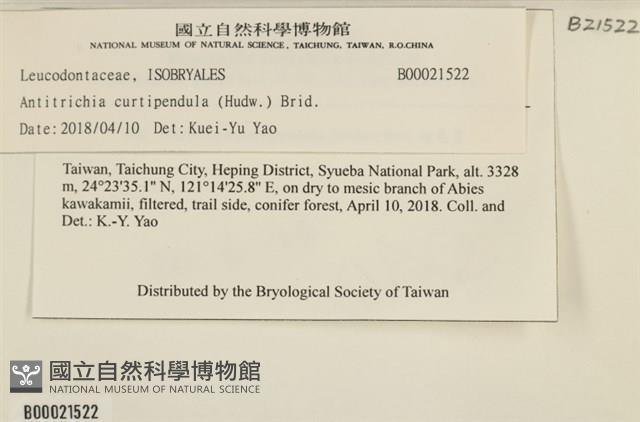 臺灣逆毛蘚藏品圖，第2張