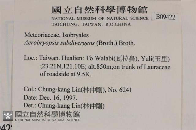 大灰氣蘚藏品圖，第2張