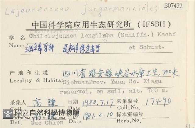 長瓣唇鱗苔藏品圖，第2張