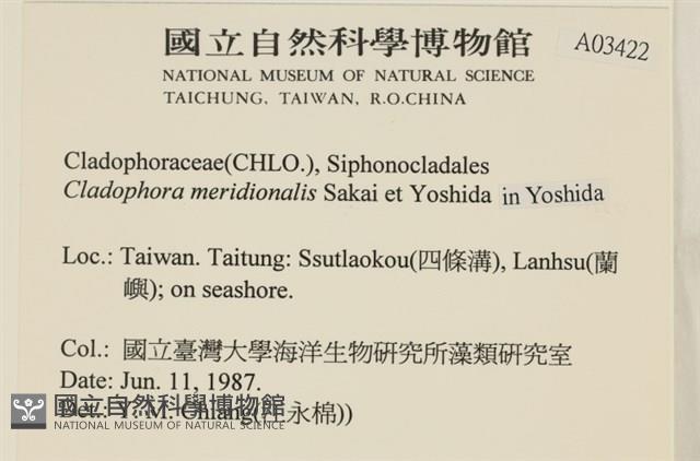 伸展剛毛藻藏品圖，第2張