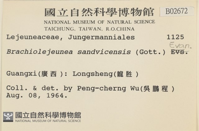 鰓葉苔藏品圖，第2張