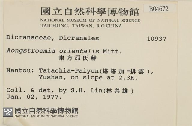 東亞昂氏蘚,東方昂氏蘚藏品圖，第2張