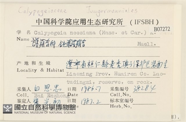 鈍葉護蒴苔藏品圖，第2張