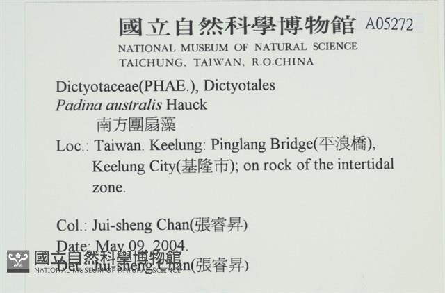 南方團扇藻藏品圖，第2張