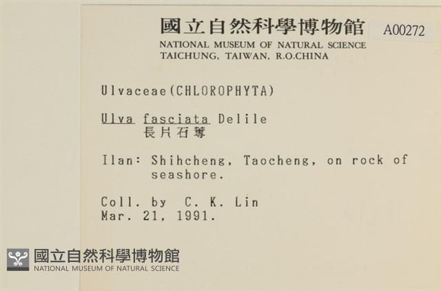 長片石蓴, 裂片石蓴藏品圖，第2張