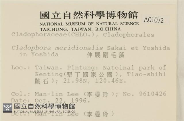伸展剛毛藻藏品圖，第2張
